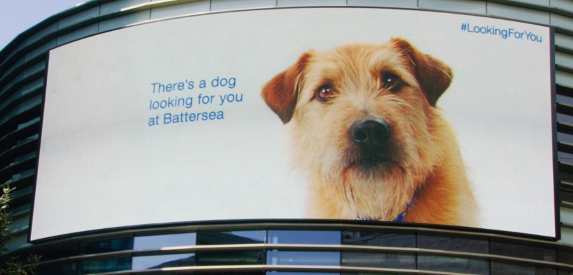 battersea dogs home t shirts