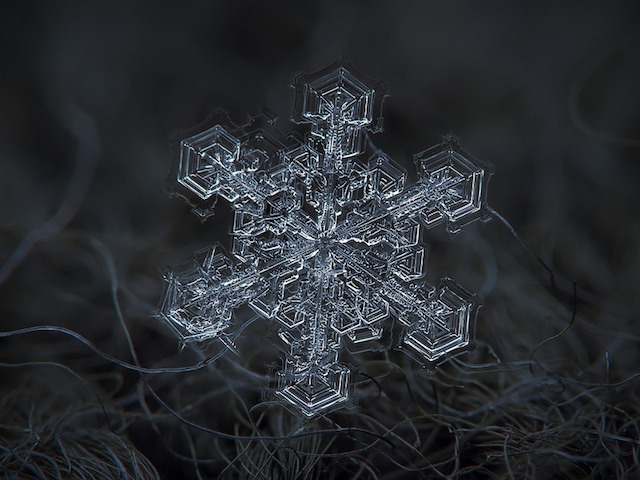 macro photography snowflakes